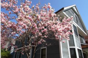 photo of a home with tree blooming